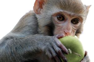 बाँदरका लागि वनमै फलफूल रोपण