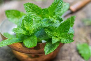 जडीबुटी खेतीमा प्रोत्साहन गर्न निः शुल्क बिरुवा