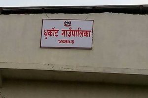 रसायनिक मल राख्न नपाउँदा धानखेतीमा प्रकोप