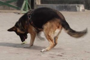 पश्चिमी सीमामा तालीम प्राप्त कुकुरसहितको प्रहरी टोली परिचालन