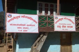 फालोटमा बिओपी स्थापना