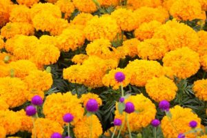 घर आँगनको फूलबाट आम्दानी गर्दै गृहिणी