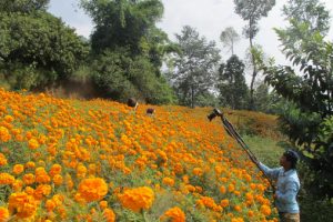 तिहारअघि नै सुक्यो सयपत्री