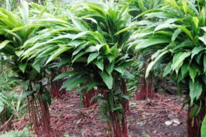 नेपाली अलैँचीका पाँच जातको पहिचान