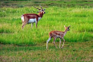 वन्यजन्तु बस्ती पसेपछि सर्वसाधारण हैरान