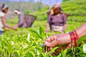चिया श्रमिकको सम्मानमा प्रतिमा निर्माण