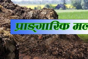 बायो ग्यास र प्राङ्गारिक मलको बजार अभाव