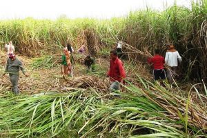 उखुको मूल्य बढाउन किसानको माग