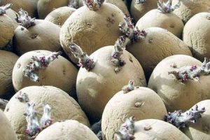 आलु बीउको हाहाकार