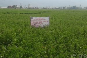 ‘घाँसको राजा’ वरसिमबाट आम्दानी बढाइँदै