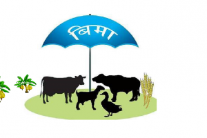बीमाप्रति किसानको बढ्दो आकर्षणः पीडित स्याउ किसानले पाए क्षतिपूर्ति