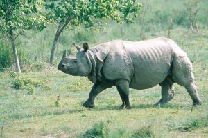 गैँडा गणना आज सकिने