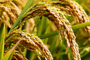 लोपोन्मुख बासमती धानको व्यावसायिक खेती