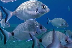 इन्डोनेशियाली प्रविधिमा आधारित भकारीमा माछापालन