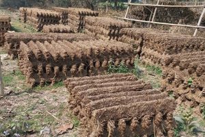 चर्को गर्मीमा ‘गुइँठा’ बनाइँदै