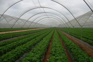 खाम्लामा नमूना कृषि गाउँ कार्यक्रम
