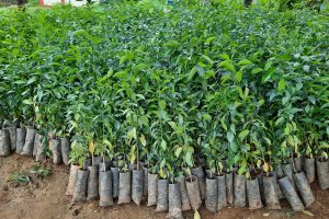 कञ्चनपुरमा सात लाख बिरुवा वितरण