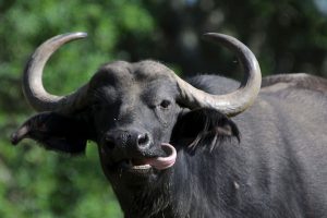 भैँसी खरीदमा रु १७ लाख अनुदान