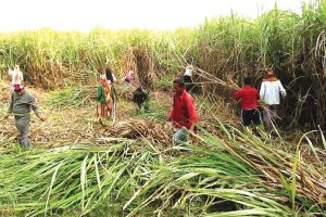 भुक्तानी नपाएपछि सर्लाहीका उखु किसान आन्दोलनको तयारीमा