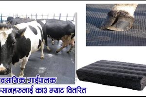 ‘काउ म्याट’ वितरण