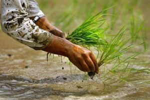 आकाशे पानीका भरमा रोपाइँ