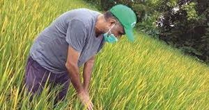 गँवारोले मर्न थाले धानको गुभो