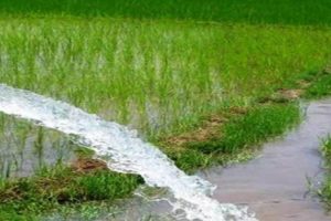 आठ हजार हेक्टरमा सिँचाइ सुविधा