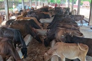 पालिकाको नयाँ काम, गाई संरक्षण गर्न गौशाला सञ्चालन