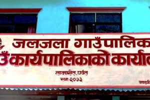 ब्याएका गाईभैँसीलाई पोषण भत्ता !