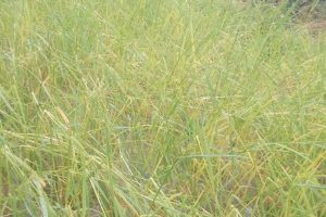 बेमौसमी वर्षा: धानबाली सहित कोदोमा पनि क्षति