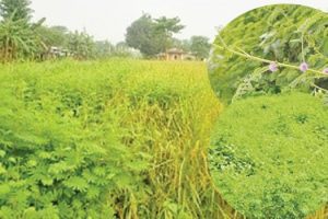 १६० जातका वनस्पति पहिचान