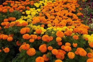 सयपत्री फूलले बढायो तिहारको चहलपहल