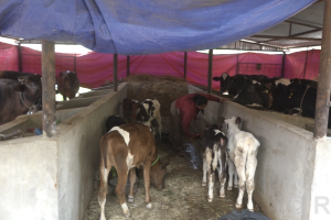 कृषिमा स्थानीय सरकारको अनुदानबाट बिदेशिनेहरू रोकिँदै