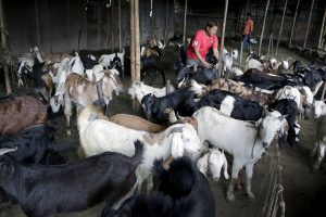 जिउँदाे खसीकाे मूल्य प्रति केजीमै १ सय ३० रुपैयाँ बढ्याे