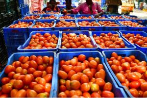 एक महिनामै नेपालबाट ३० टन गोलभेडा भारत निर्यात