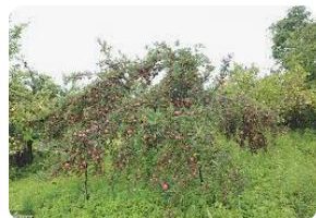 तिप्लिङमा स्याउ लटरम्मै, बर्खा का कारण स्याउको बजार ढुवानीमा   समस्या