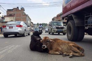 छाडा गाईबाच्छाको व्यवस्थापनका गर्दै काञ्जी हाउस