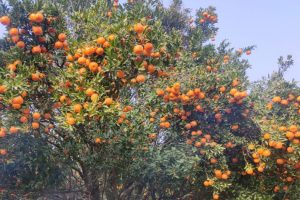 खोटाङबाट रु ३६ करोड बढीको सुन्तला निर्यात