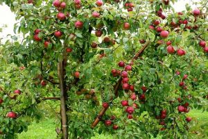 भदौ ५ अगावै स्याउ टिप्न नदिने निर्णय