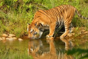 बर्दिया राष्ट्रिय निकुञ्जमा पाटेबाघको संख्या १२५ पुग्यो