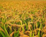 वर्षाको सम्भावनालाई ध्यानमा राख्दै धान भित्र्याउन कृषकलाई आग्रह