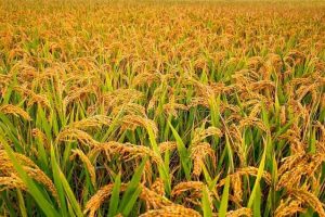 वर्षाको सम्भावनालाई ध्यानमा राख्दै धान भित्र्याउन कृषकलाई आग्रह