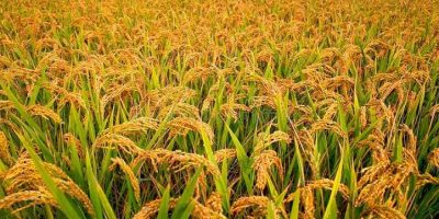 वर्षाको सम्भावनालाई ध्यानमा राख्दै धान भित्र्याउन कृषकलाई आग्रह