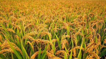 वर्षाको सम्भावनालाई ध्यानमा राख्दै धान भित्र्याउन कृषकलाई आग्रह