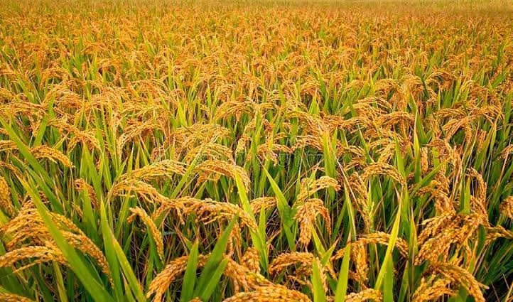 वर्षाको सम्भावनालाई ध्यानमा राख्दै धान भित्र्याउन कृषकलाई आग्रह
