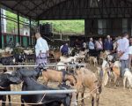 चाडपर्व नजिकिएसँगै धरानमा खसीबोकाको कारोबार बढ्यो