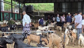 चाडपर्व नजिकिएसँगै धरानमा खसीबोकाको कारोबार बढ्यो