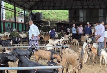 चाडपर्व नजिकिएसँगै धरानमा खसीबोकाको कारोबार बढ्यो