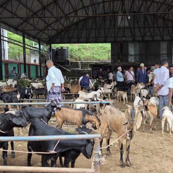 चाडपर्व नजिकिएसँगै धरानमा खसीबोकाको कारोबार बढ्यो