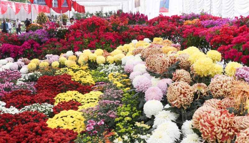 ललितपुरमा १९औँ गोदावरी फूलको प्रतियोगितात्मक प्रदर्शनी सुरु